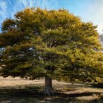 Indigenous Literature & Land-Based Pedagogy Workshop with Laura Da’ Image