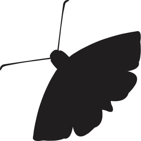 The Moth, Nonprofit organization