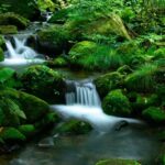 Indigenous Literature & Land-Based Pedagogy Workshop with Laura Da’ Image